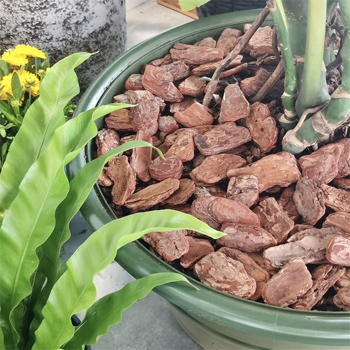 Pine Bark Chip