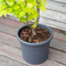 8" Plastic Plant Pot