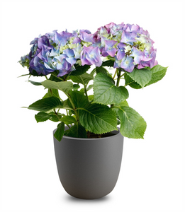 Self Watering Pot Plants