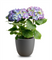 Self Watering Pot Plants