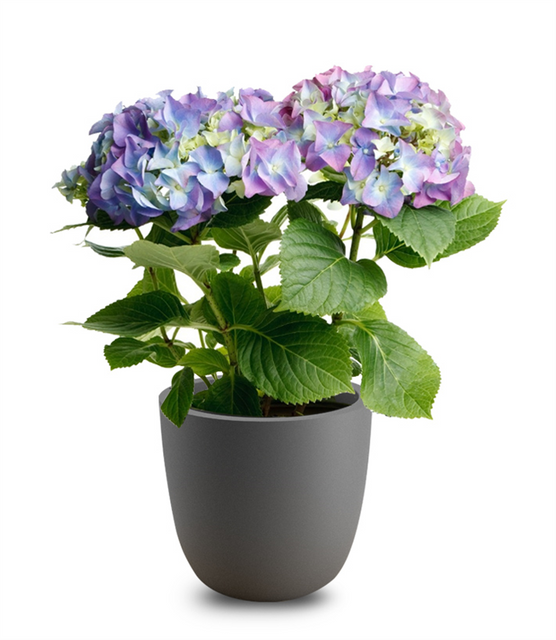 Self Watering Pot Plants