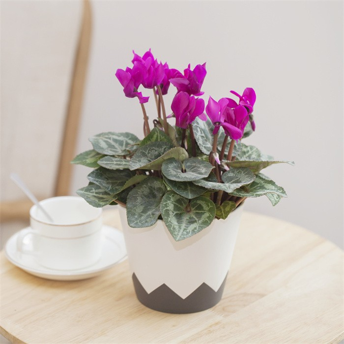 6" Geometry Cover Pot