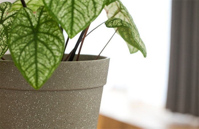 Frosted Pots Indoor Decor
