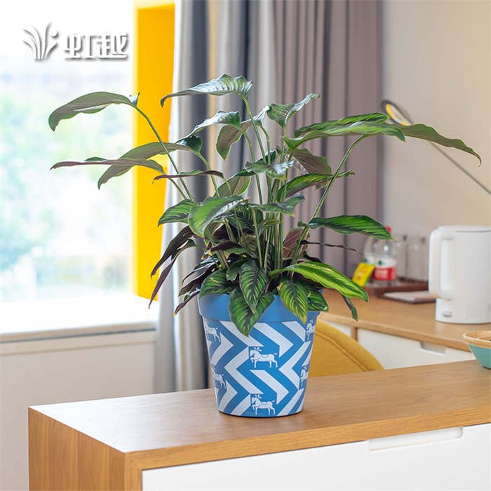 Frosted Pot Indoor Plant Holder