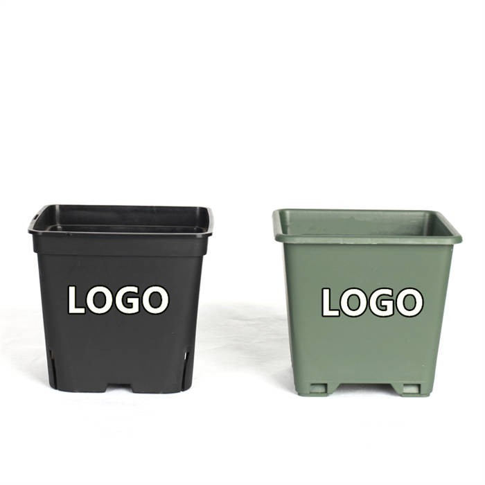 8 Square Blueberry Planter06