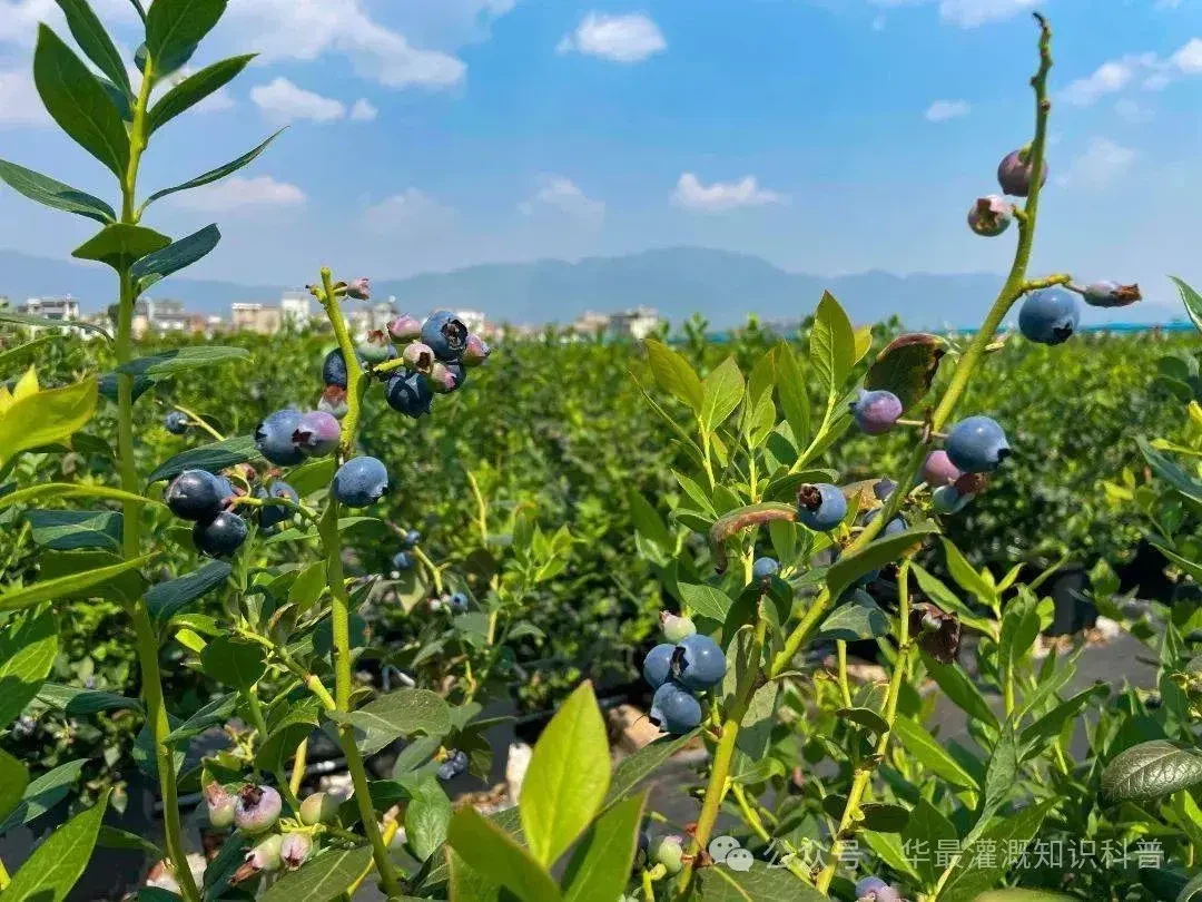 Blueberry Planting And Its Irrigation And Fertilization Techniques: Irrigation Skills