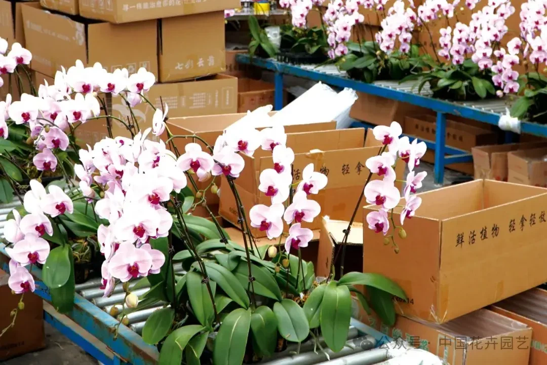 Juyang Horticulture Leverages Regional Advantages To Expand The Phalaenopsis Industry | Colorful Yunnan Flowers Special Feature