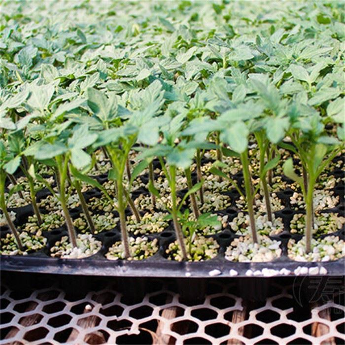 Seedling Tray 6 Cell03