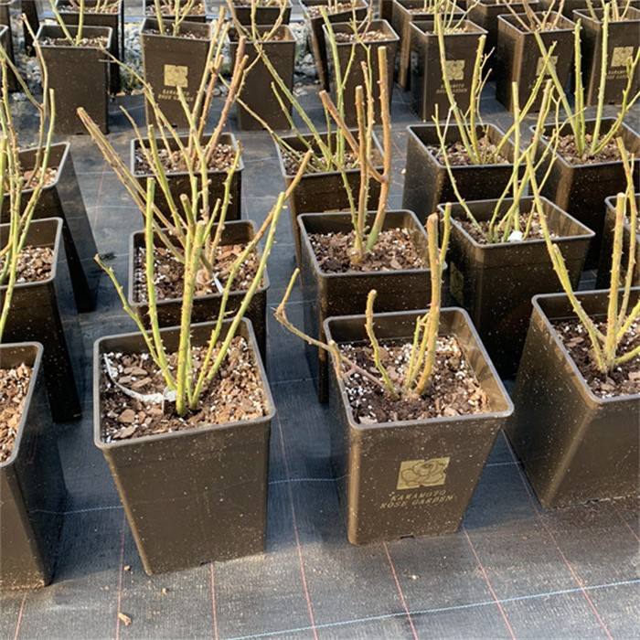 Large Square Planter08