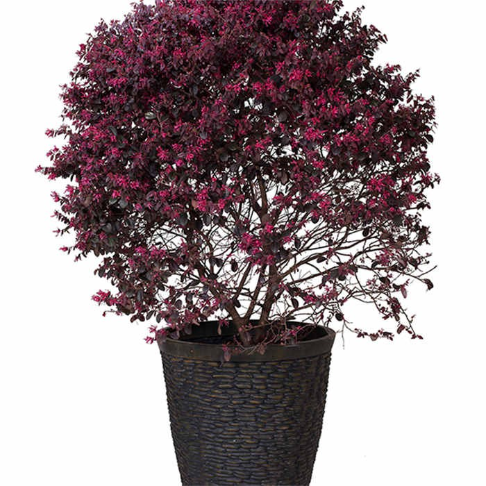 15 Plastic Planter08