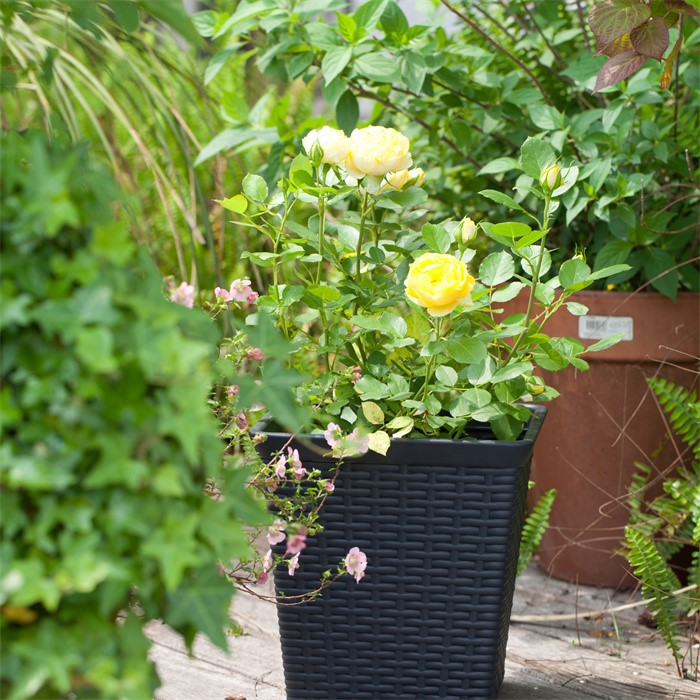 product-700-700