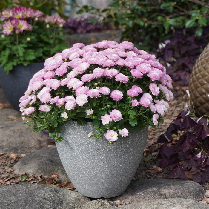 product-700-700