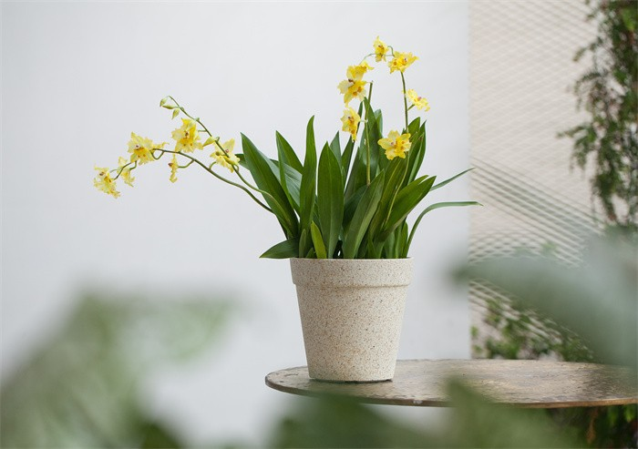 Frosted Pots Indoor Decor