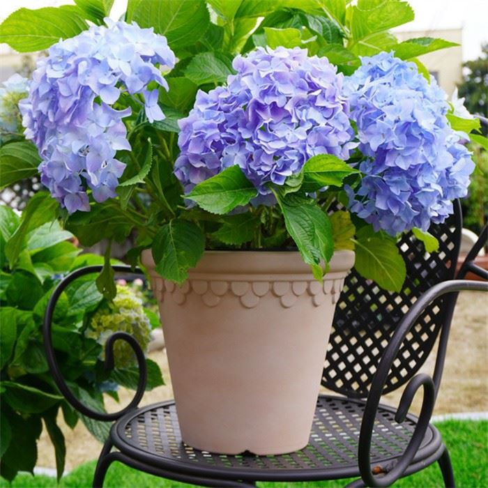 Outdoor Flower Pot