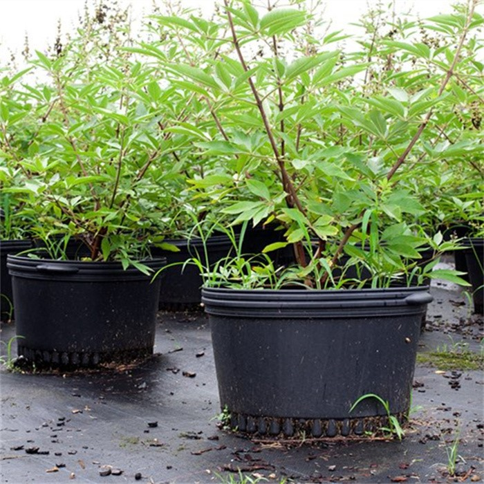 Customized Wholesale Nursery Pot07
