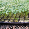 24 Holes Seed Tray