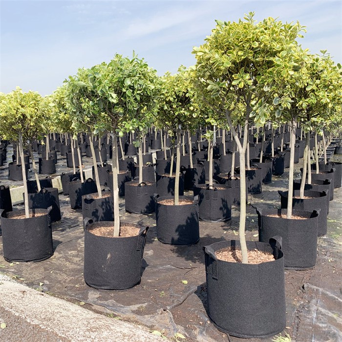 product-700-700