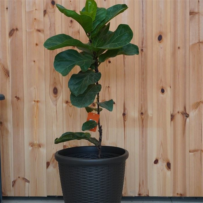 Pe Plastic Artificial Rattan Flower Pot