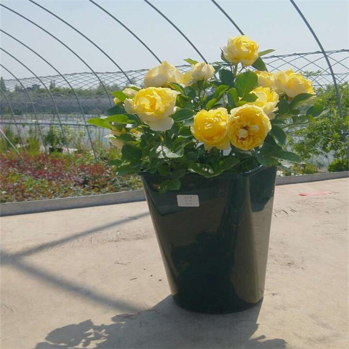 Tall Square Planter08