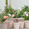 20 Cm Planter