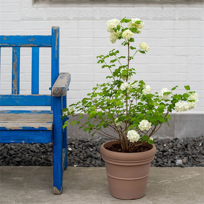 decorative flower pot07