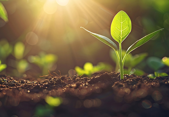 Sustainability-Focused Growers 