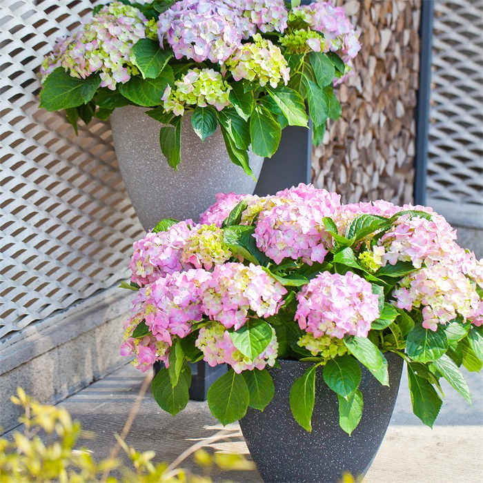 9 Plastic Planter05