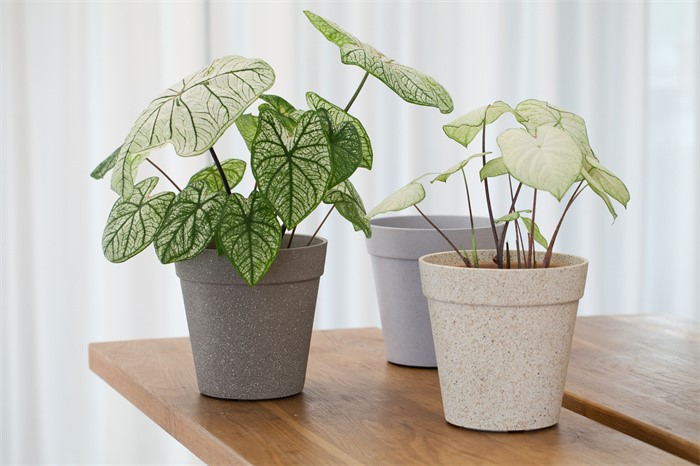 indoor frosted planters08