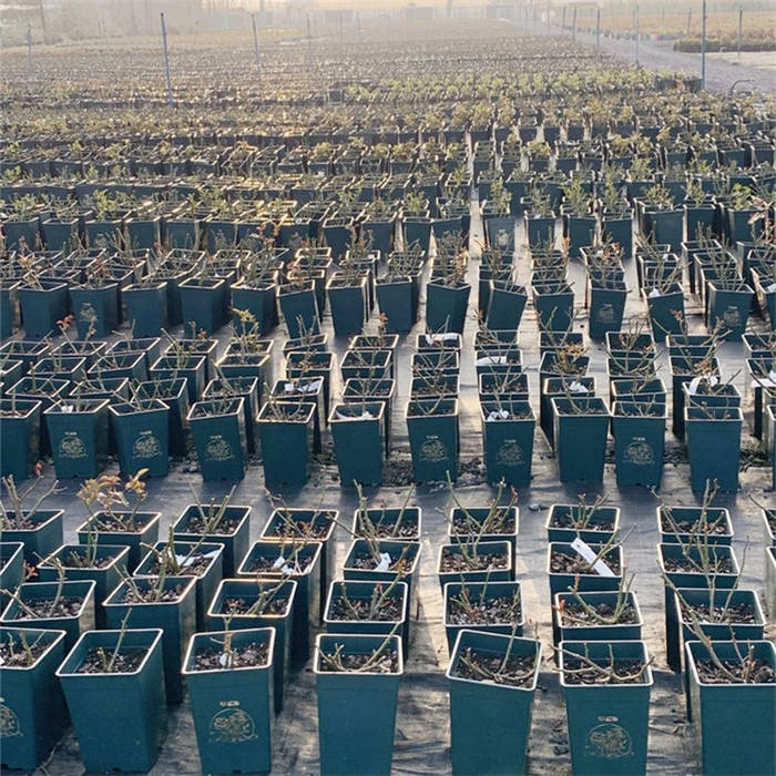 Square Nursery Plant Pot08