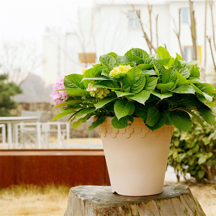 plastic pots flower05