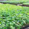 Seedling Tray 6 Cell