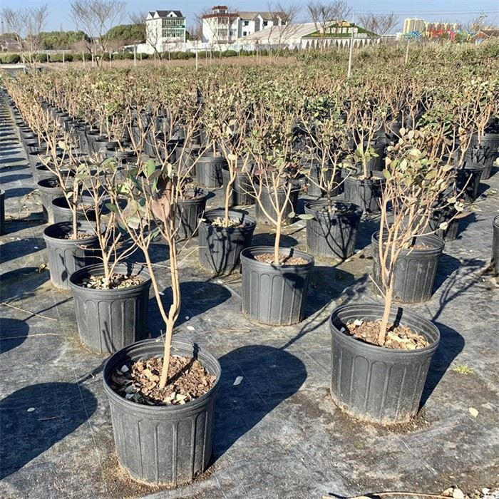 2 Gallon Round Pot
