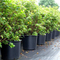 5 Gallon Wholesale Nursery Pot