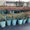 10L PP Flower Pot