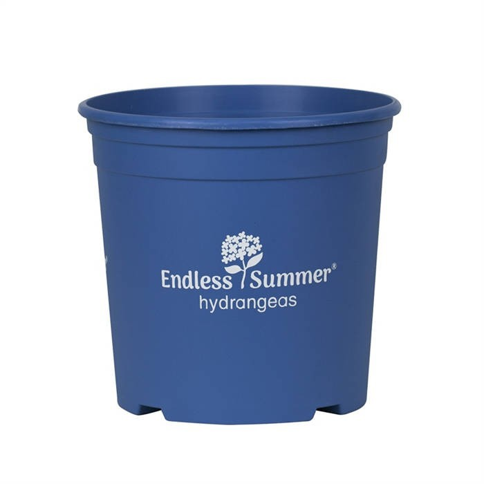 Hydrangea Nursery Pot