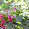 Colored Hanging Planter