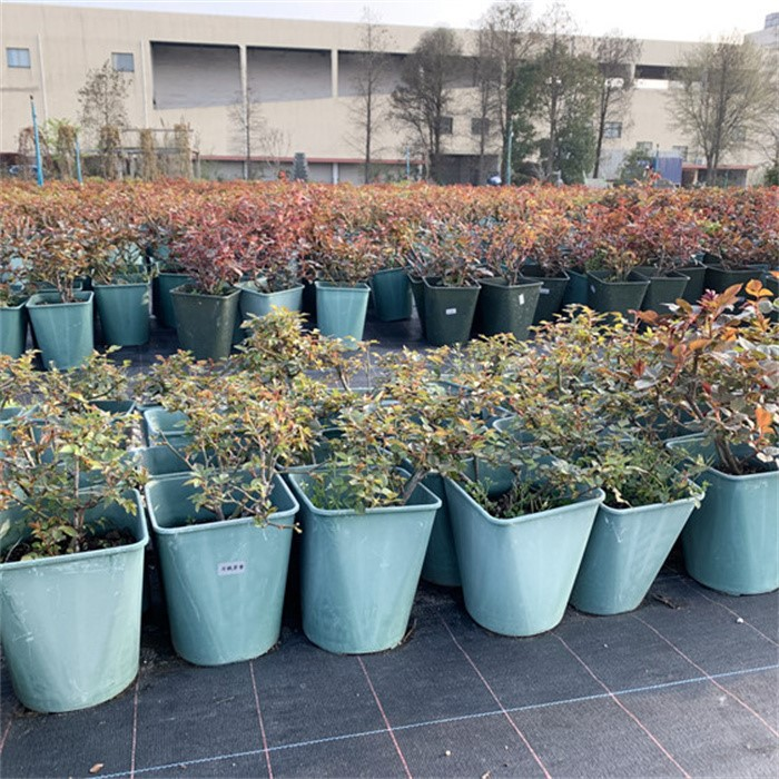 Square planting pot05