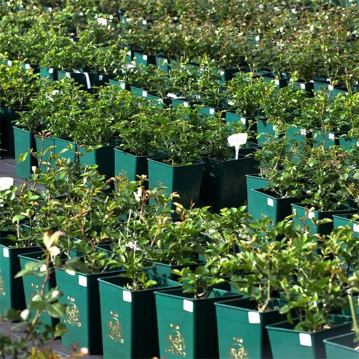 Square Planting Pot