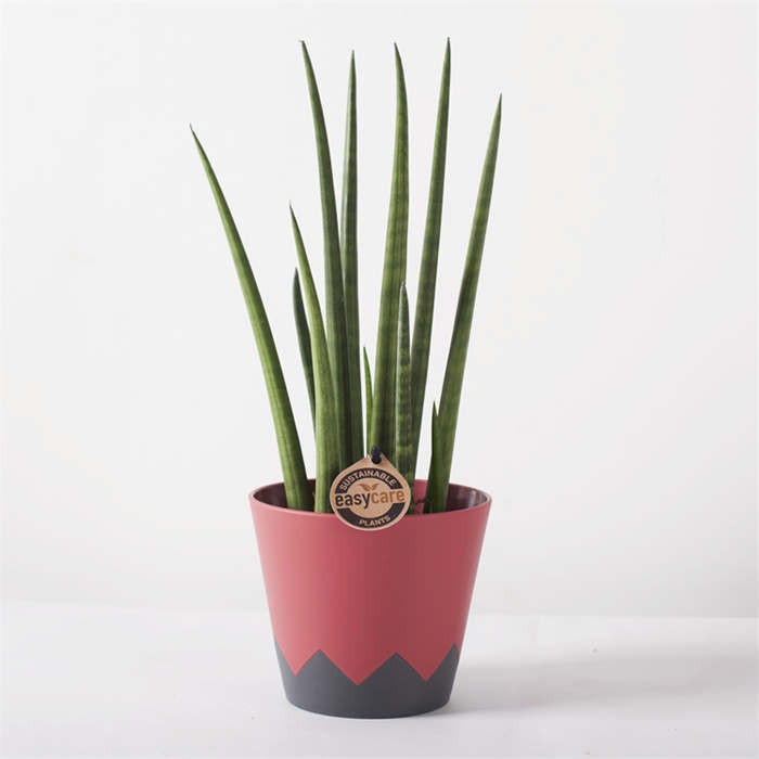 Small Desktop Flower Pot