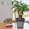 Frosted Pot Indoor Plant Holder