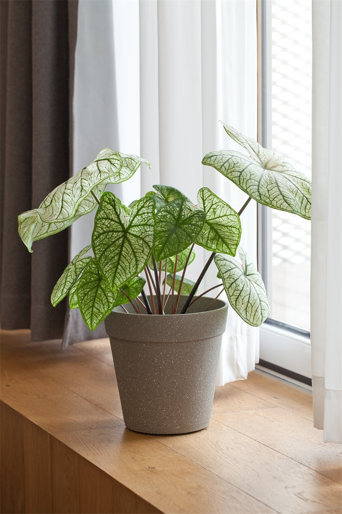 frosted pots indoor decor05