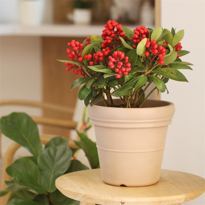plant pots planter06