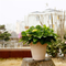 Plastic Pots Flower