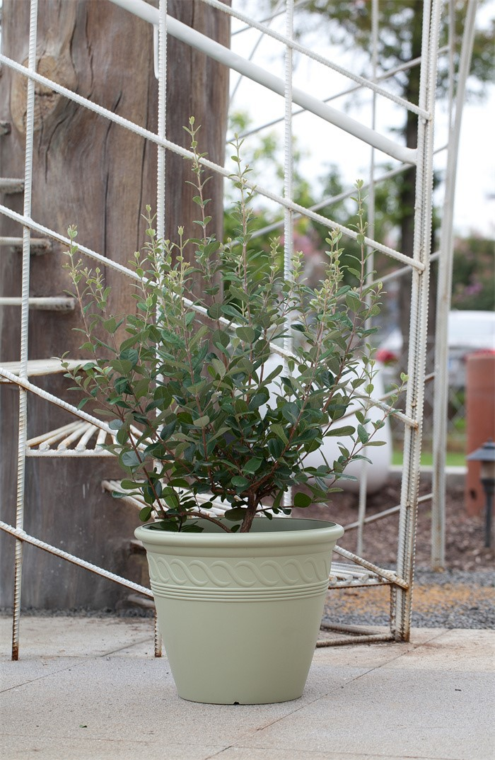 Big-sized flower pots with spiral design07