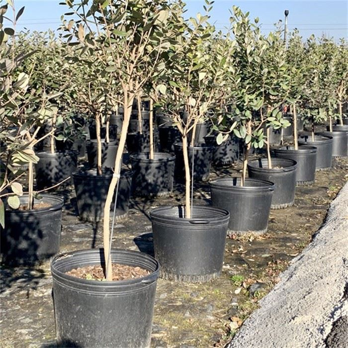 7 Gallon Wholesale Nursery Pot