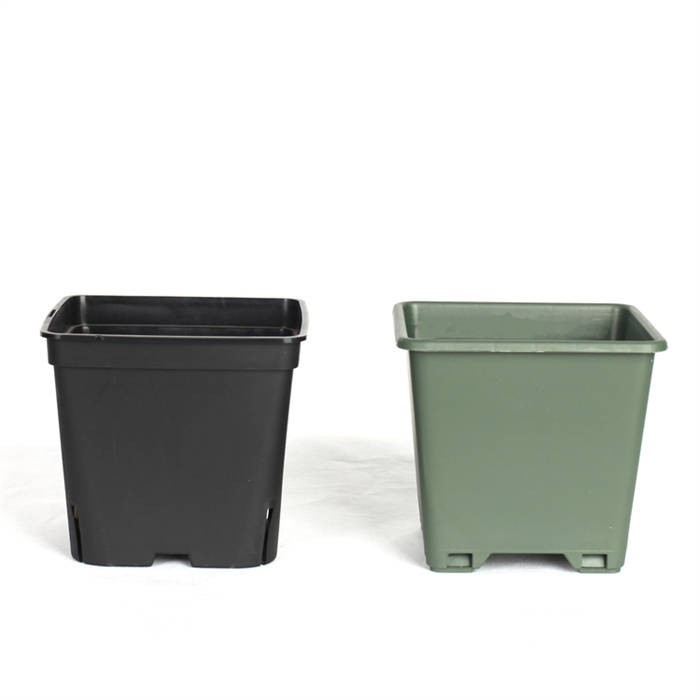 12 Square Blueberry Pot