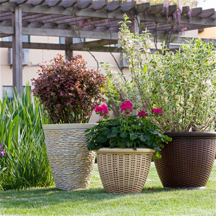 pot hydrangea flower wholesale08
