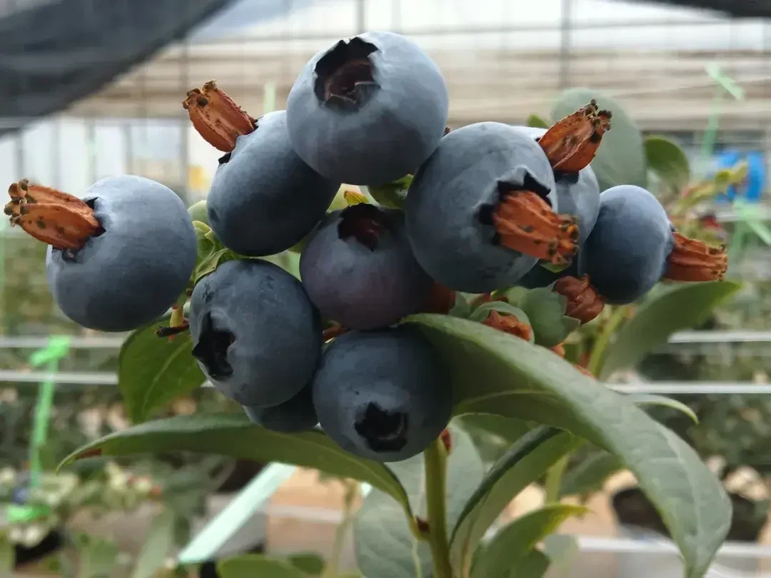 Yuguopu Sub - District, Mengzi City: The Blueberry Industry