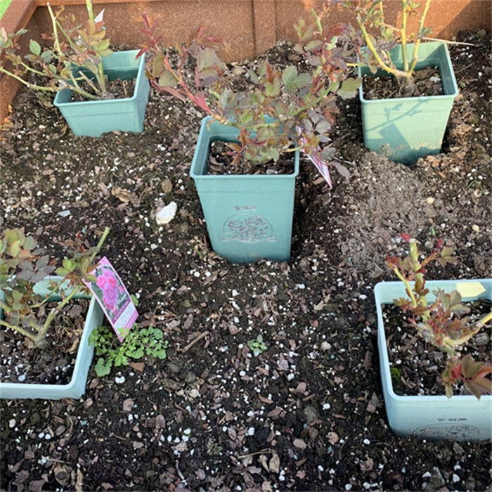 Chinese rose Growing Pot07