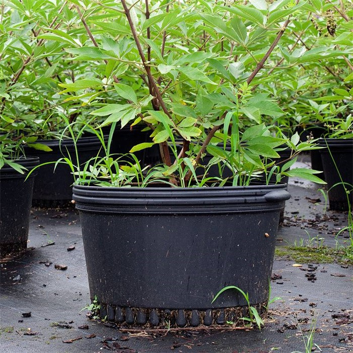 5 Gallon Pot For Plant07
